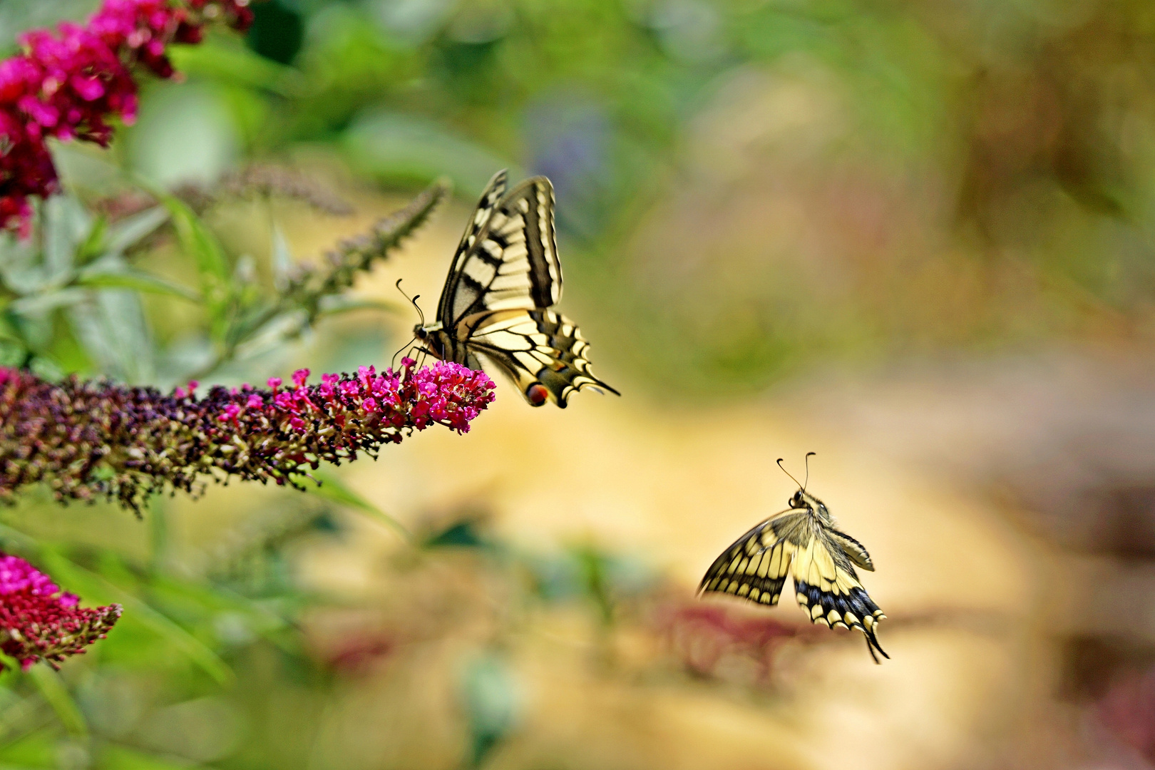 Butterflies in love