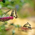Butterflies in love