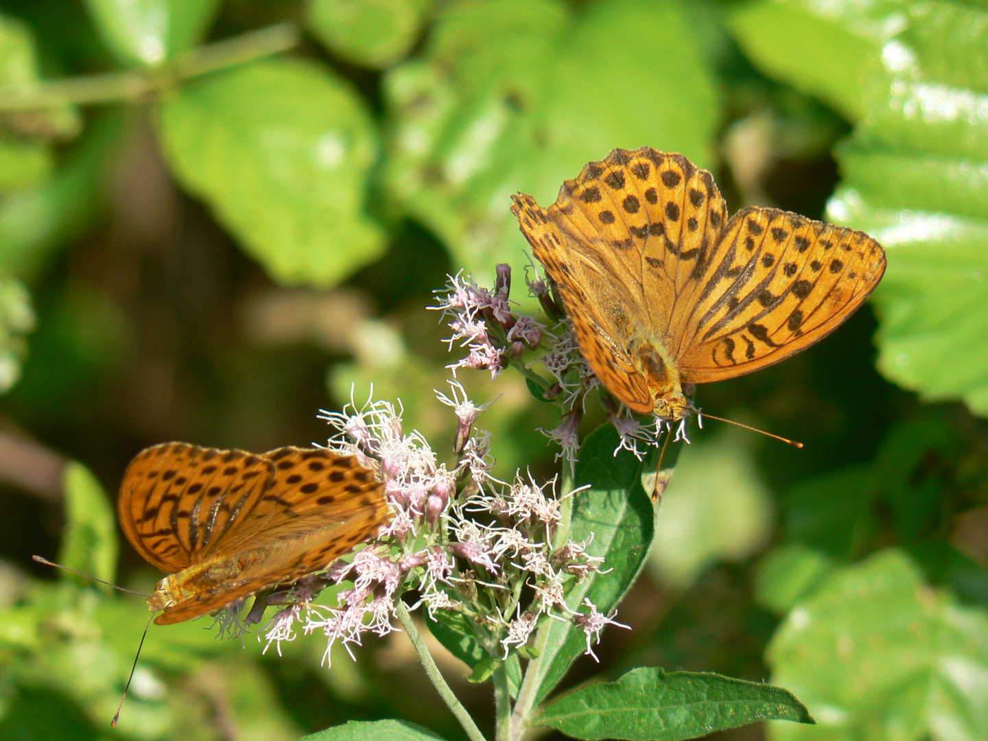 Butterflies in love