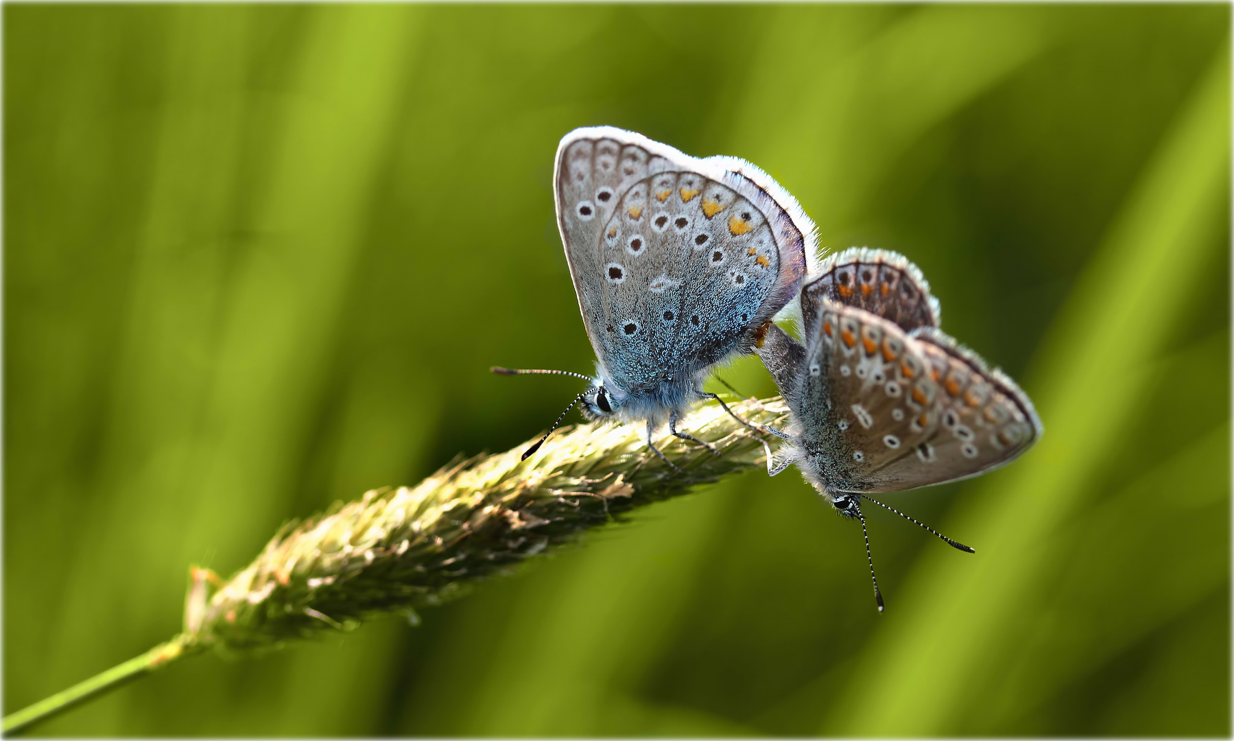 "Butterflies in love..."