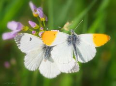 butterflies in love