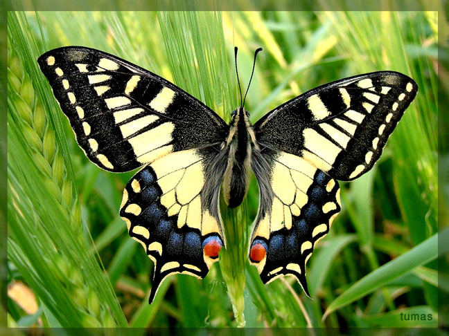 Butterflies in Malta.