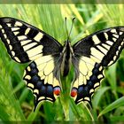 Butterflies in Malta.