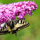 Butterflies in nature