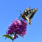 Butterflies in nature