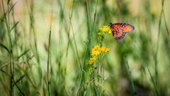 Butterflies in the desert