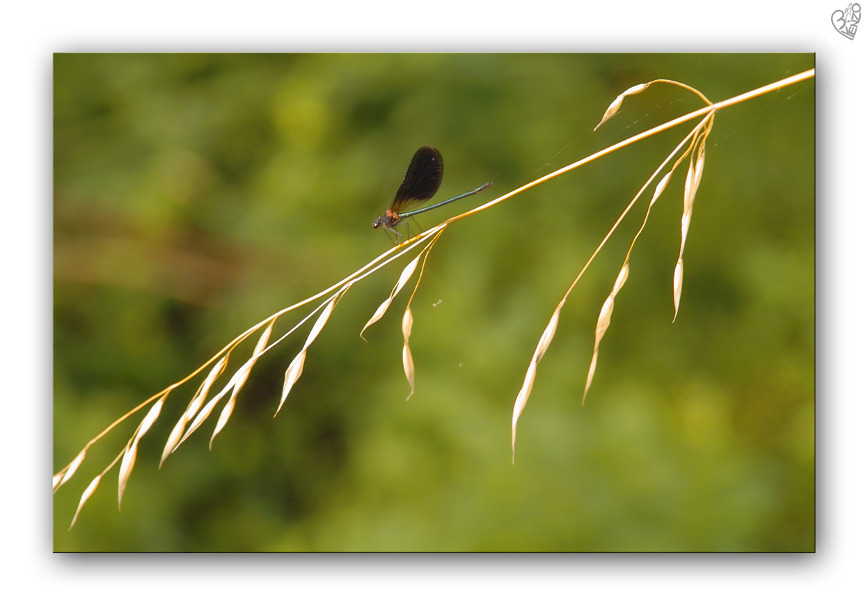 butterflies in the morning 2