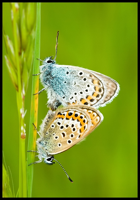 Butterflies - mating pair