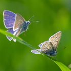 Butterflies of Ruhpolding