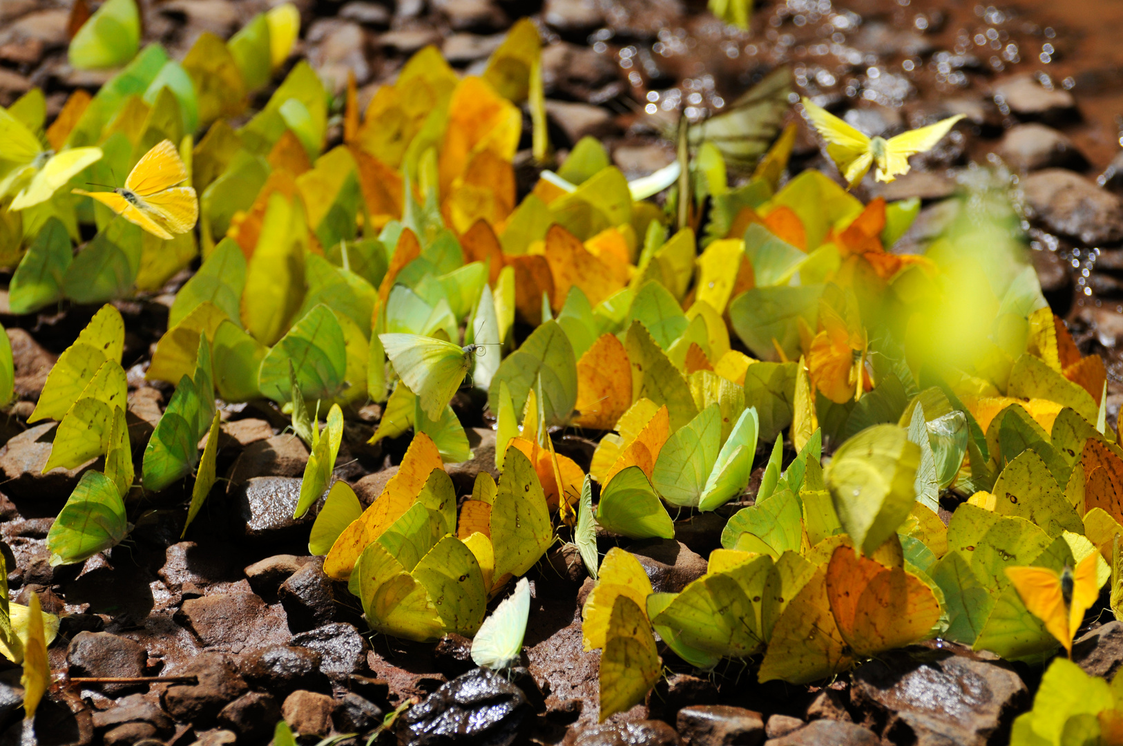 Butterflies posing as leaves