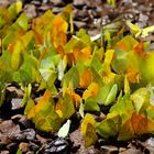 Butterflies posing as leaves