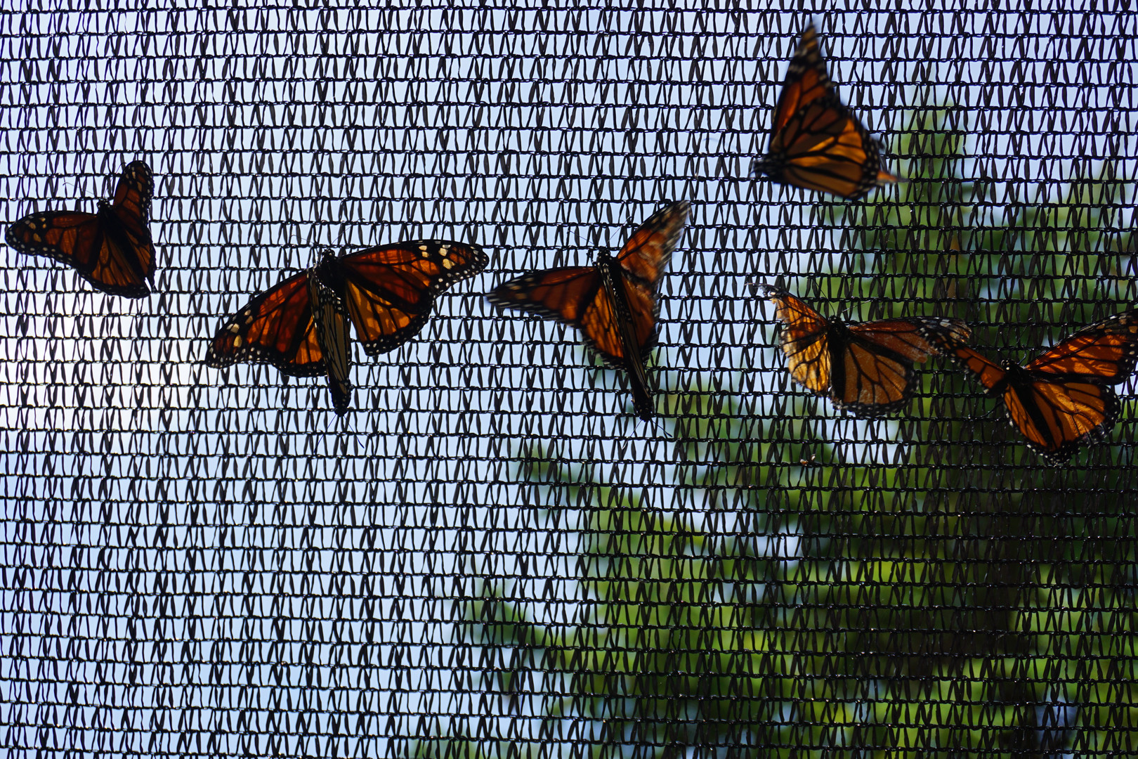 Butterflies synchron ;-)