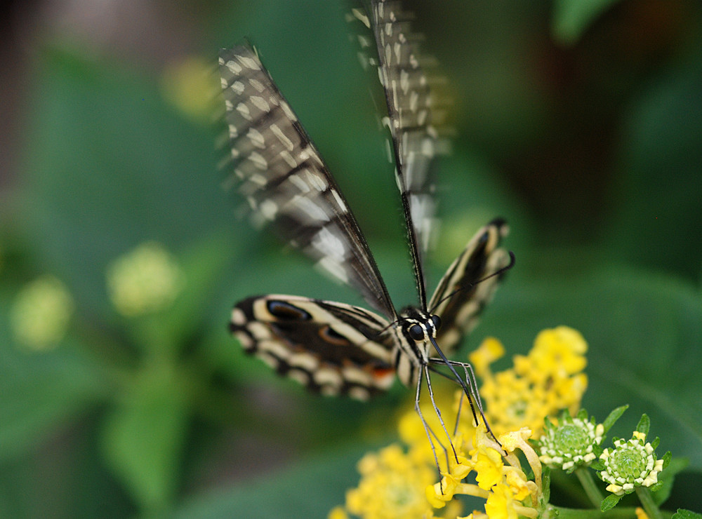 Butterflies visit