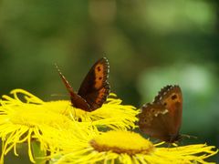 butterflies(2)