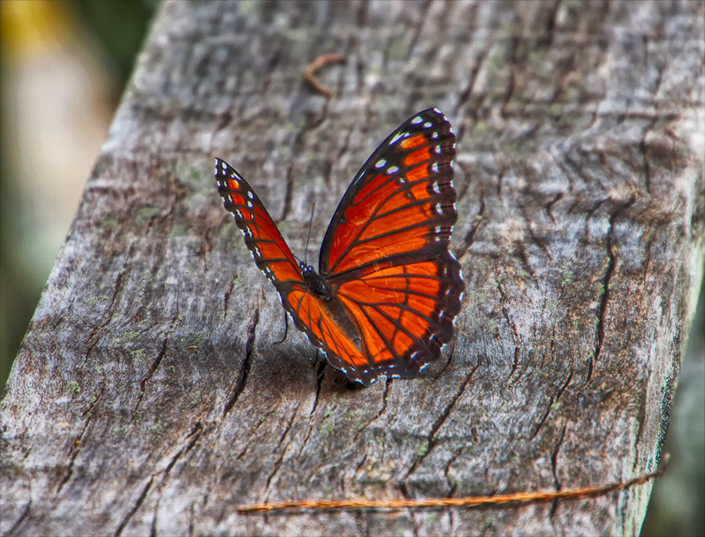 Butterfly Foto & Bild | tiere, wildlife, schmetterlinge Bilder auf
