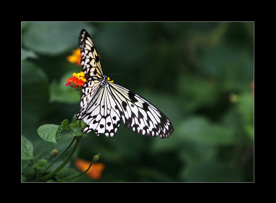 Butterfly 04