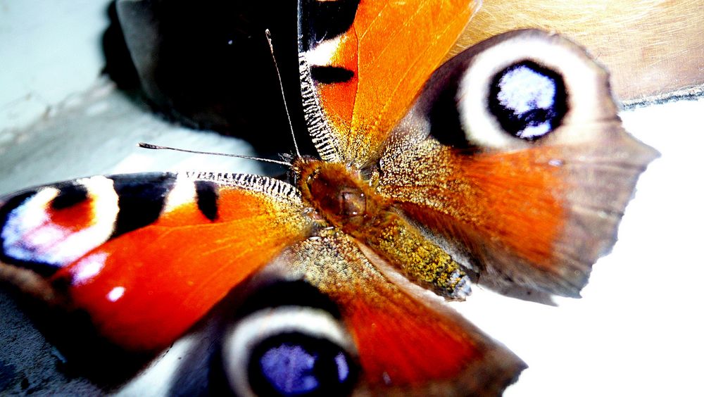 Butterfly de bénéé 