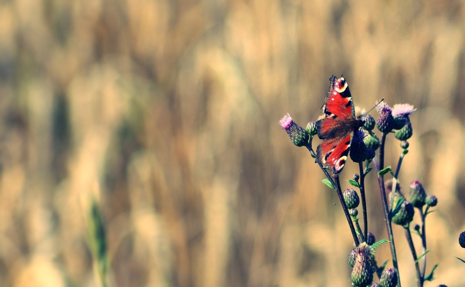 butterfly