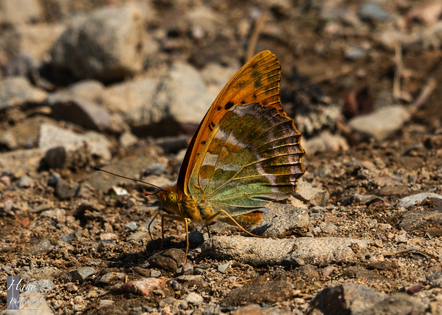 Butterfly