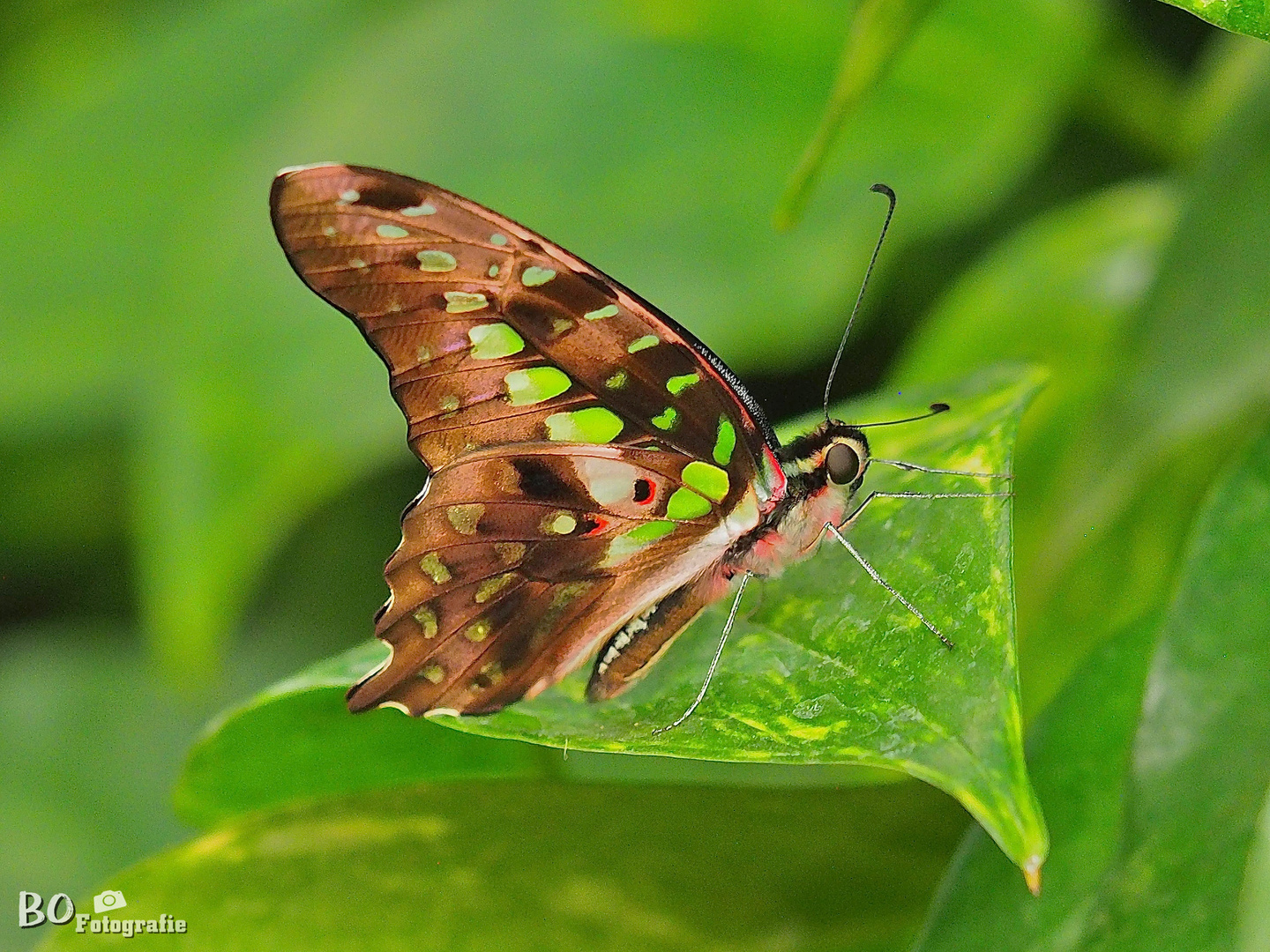 Butterfly…..