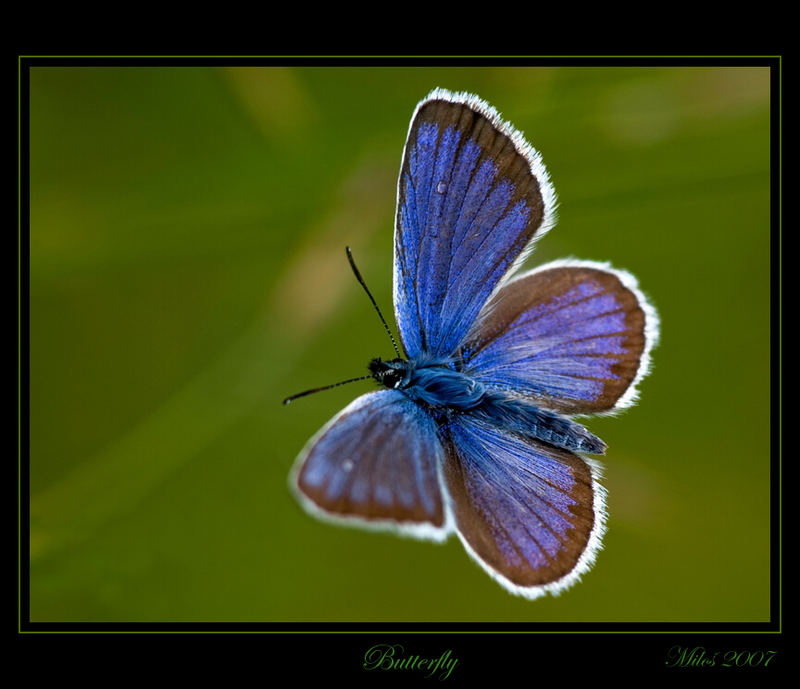 Butterfly