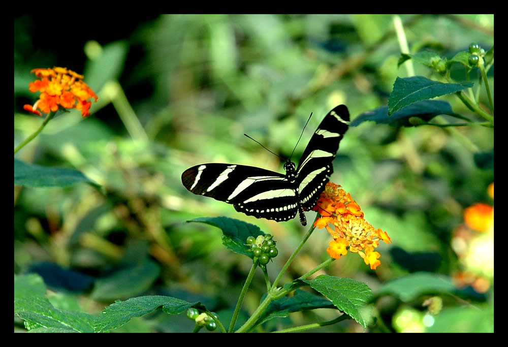 Butterfly [1]