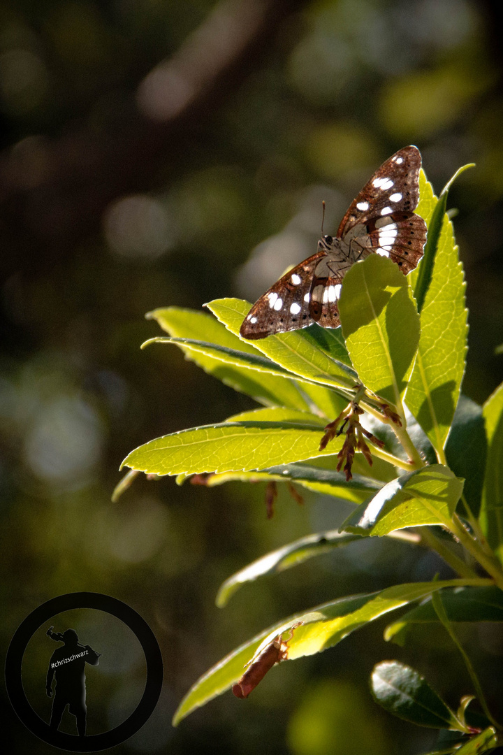 Butterfly #1