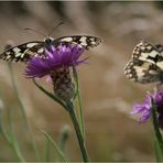 ... Butterfly (1): das doppelte Brettchen ...