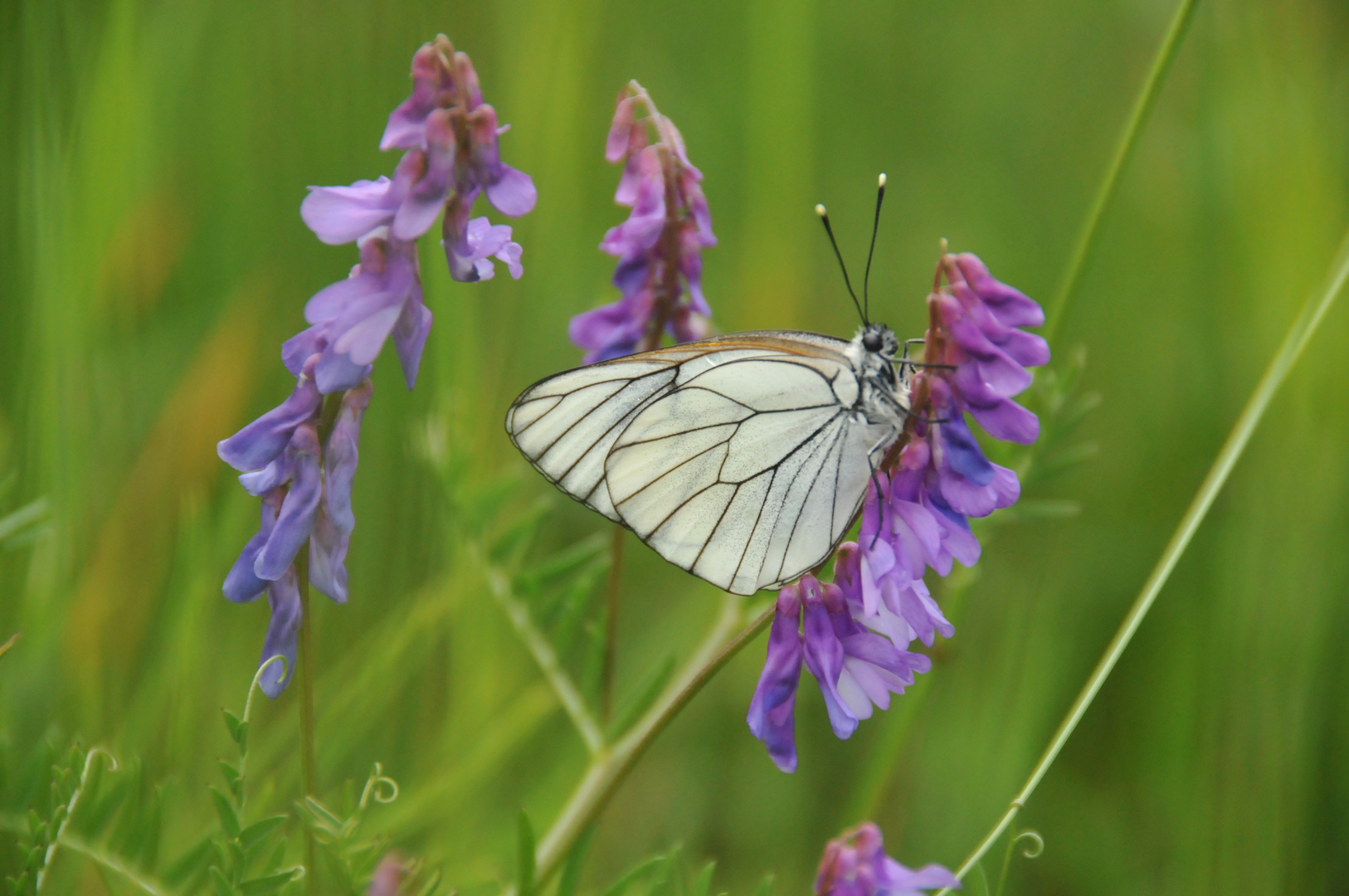 Butterfly 1