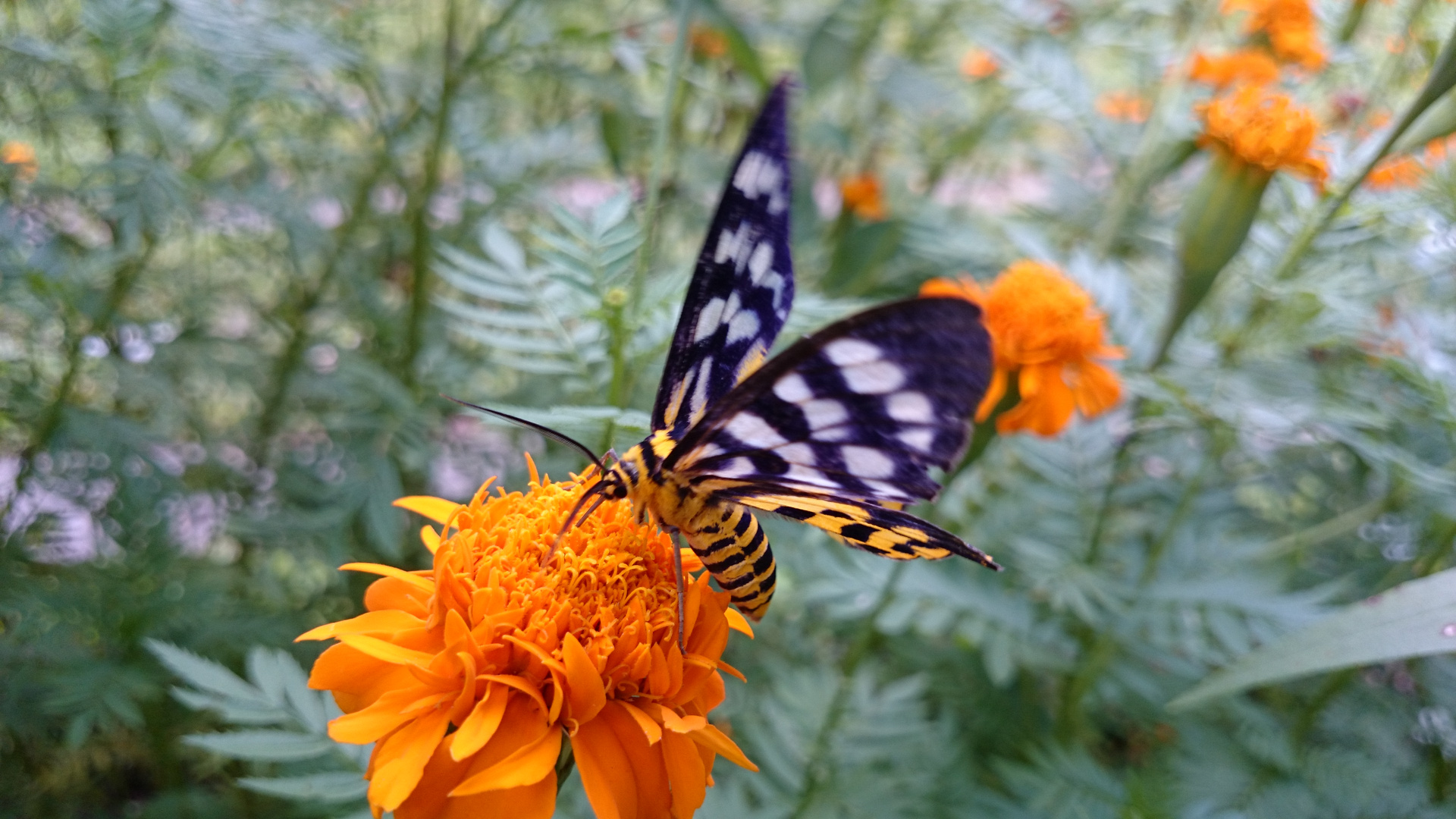 " Butterfly 1 ", Ibajay - Aklan