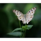 Butterfly 11