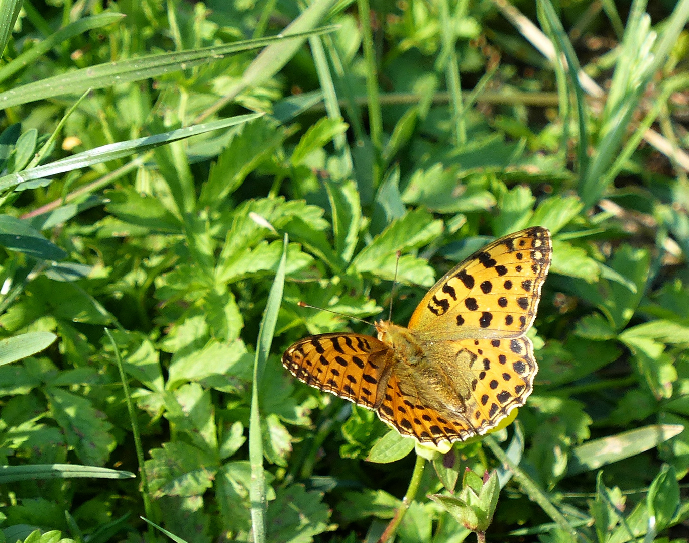 BUTTERFLY