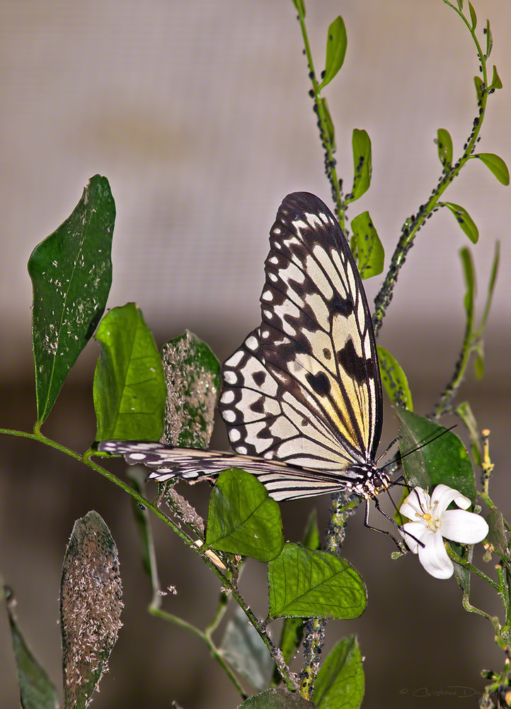 Butterfly