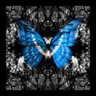 BUTTERFLY 15