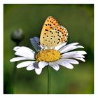 Butterfly ,,