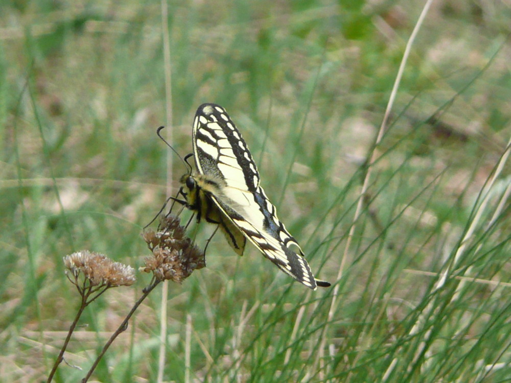 butterfly