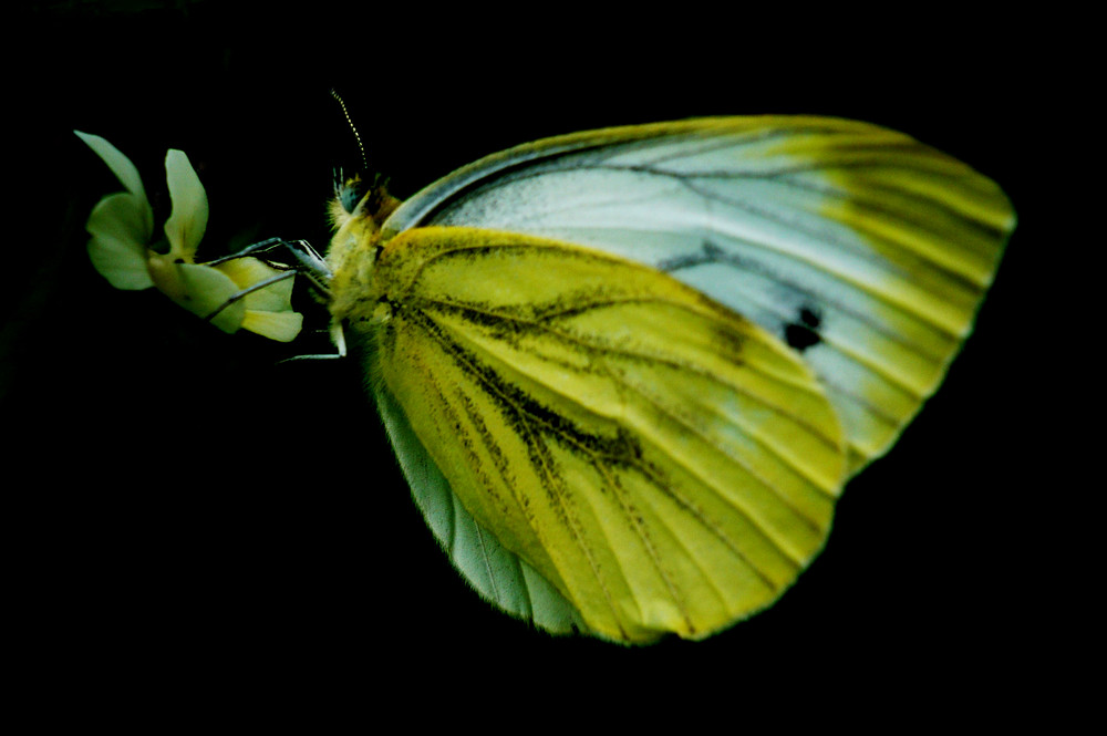 Butterfly 2