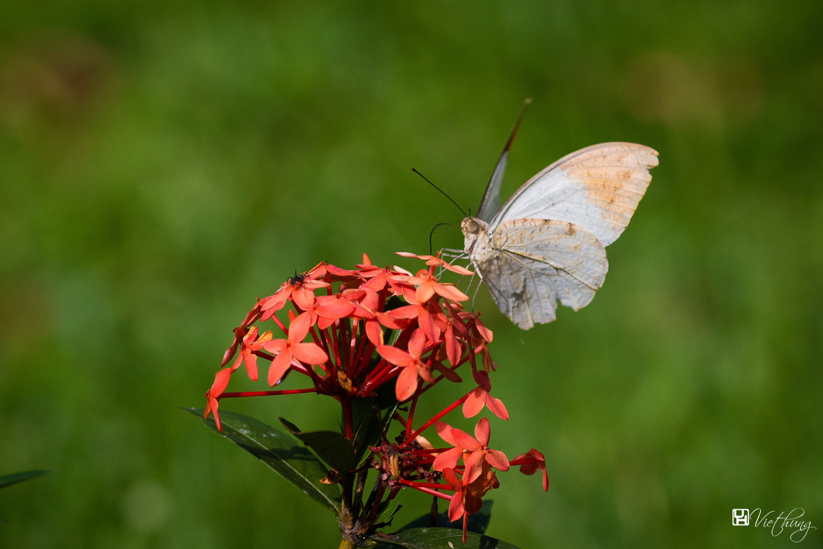 Butterfly #2