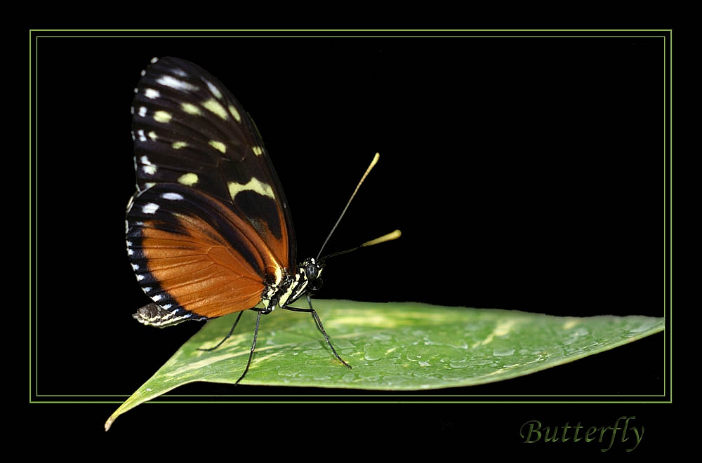 Butterfly 2 Foto & Bild | tiere, wildlife, schmetterlinge Bilder auf