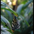 Butterfly [2]