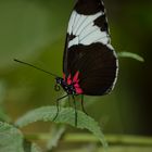 Butterfly 2