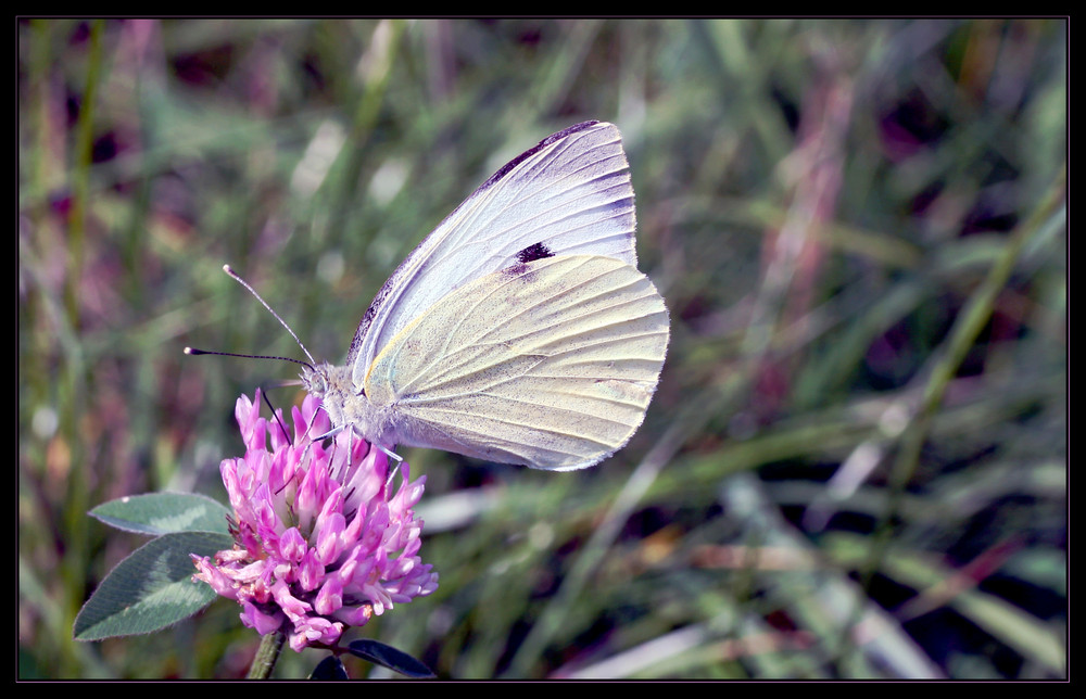 ~ Butterfly 2 ~