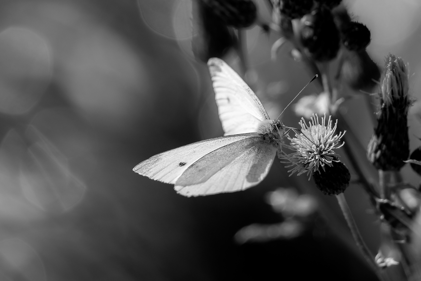 * Butterfly * 2