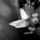 * Butterfly * 2