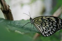 Butterfly 2