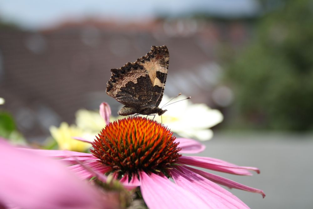  Butterfly #2