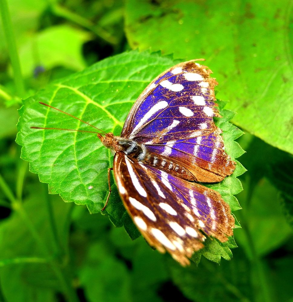 Butterfly #2