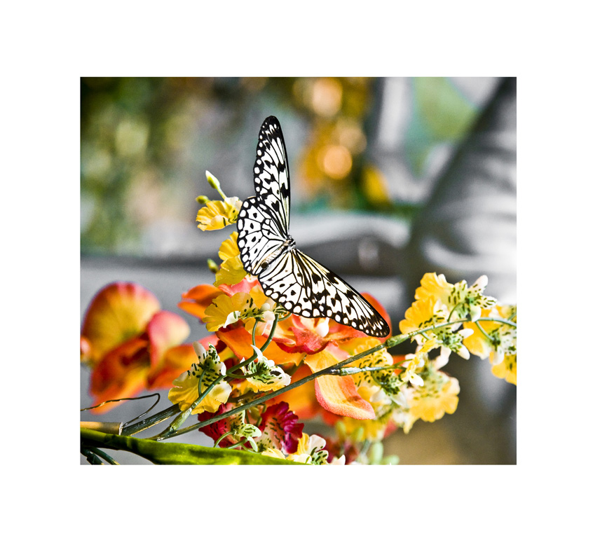 Butterfly 2 - Aus dem Schmetterlingshaus in Wien