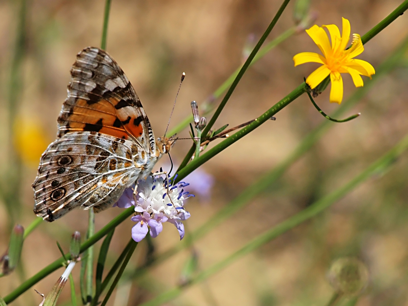 Butterfly 2