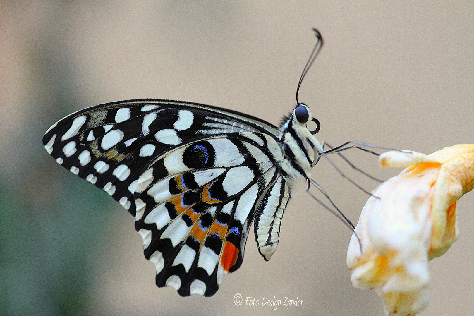 Butterfly 2